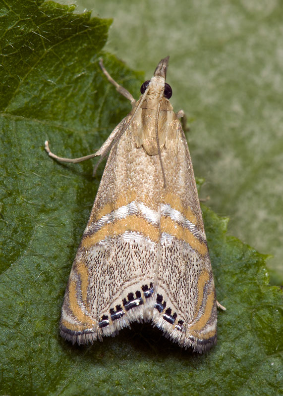 Euchromius bellus, Crambidae